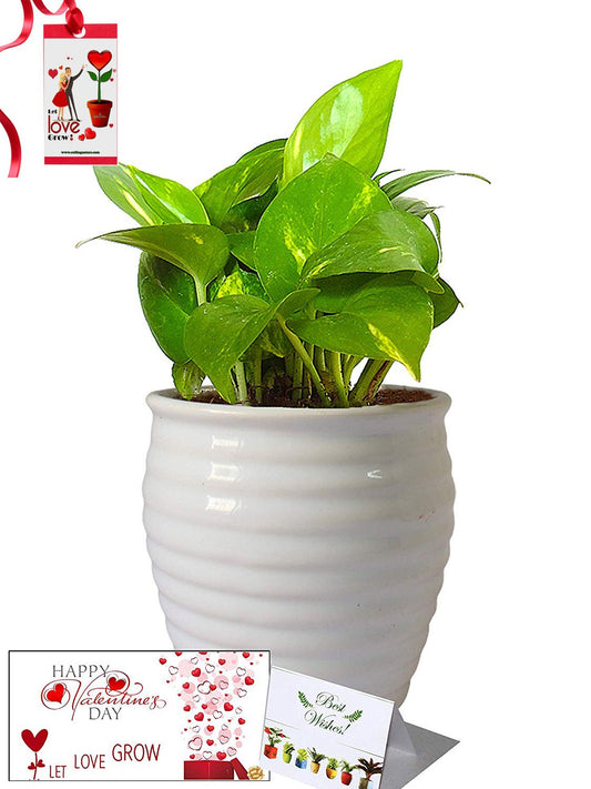 Valentine's Day Combo of Good Luck Air Purifying Money Plant in White Ceramic Pot