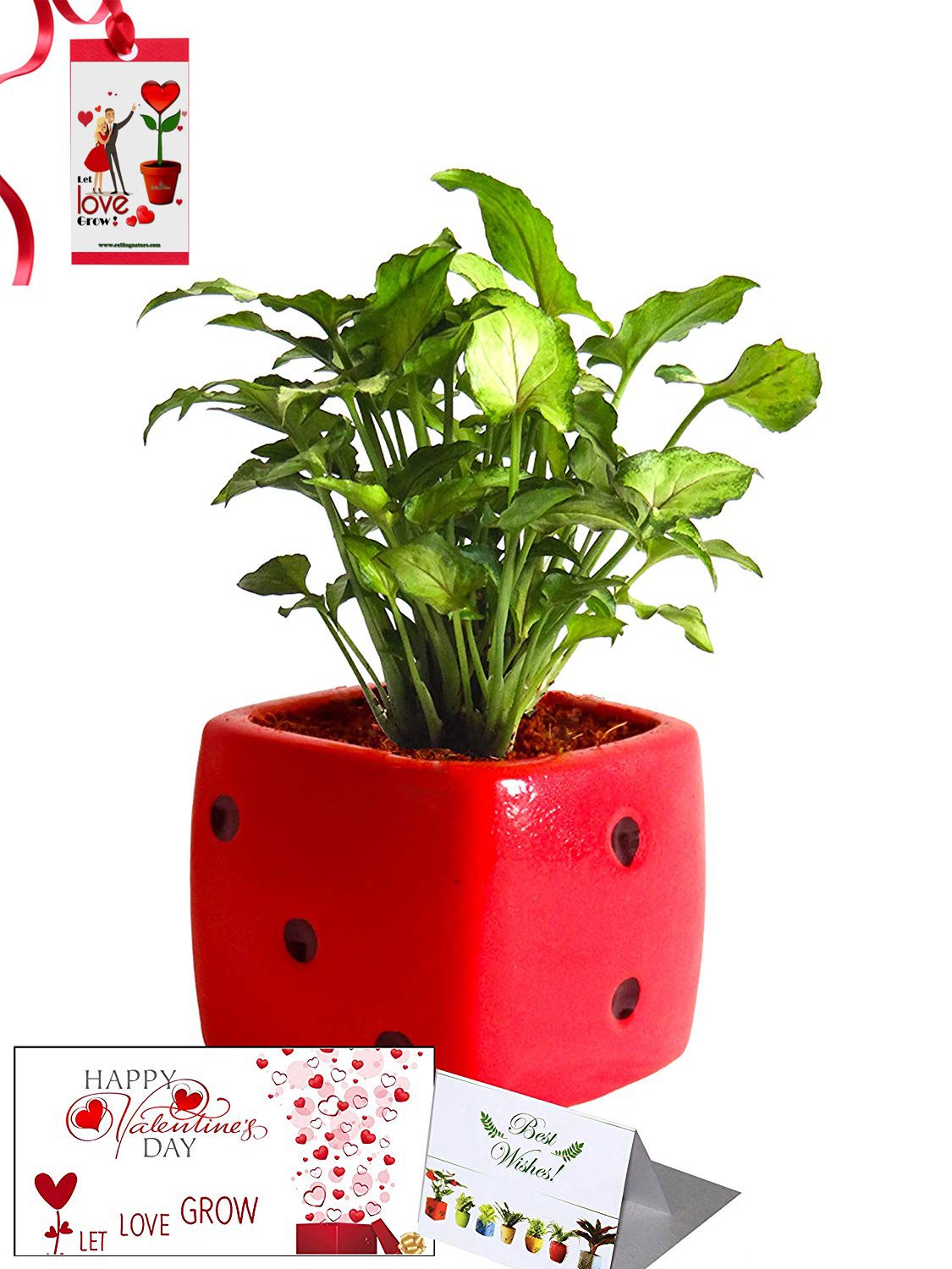 Valentine's Day Combo of Good Luck Air Purifying Green Syngonium Plant in Red Dice Ceramic Pot