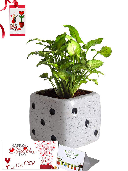 Valentine's Day Combo of Good Luck Air Purifying Green Syngonium Plant in White Dice Ceramic Pot