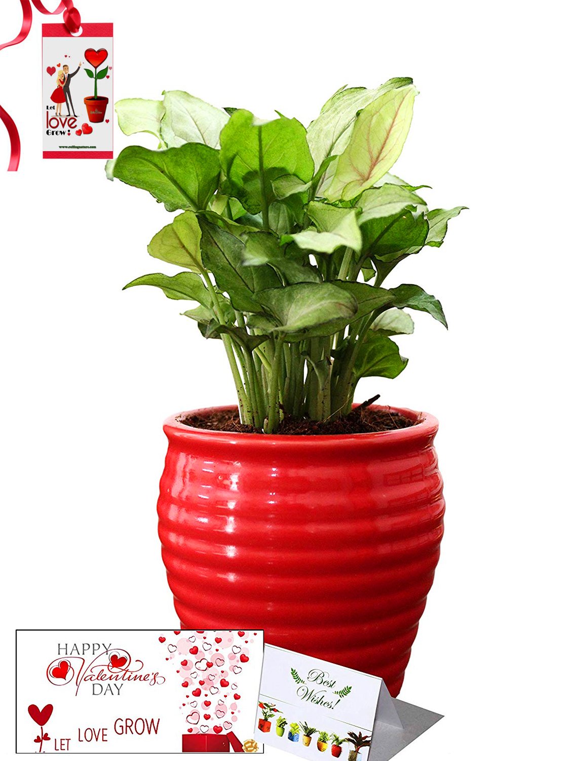 Valentine's Day Combo of Good Luck Air Purifying Green Syngonium Plant in Red Ceramic Pot