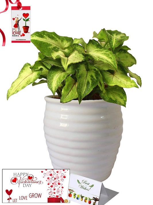 Valentine's Day Combo of Good Luck Air Purifying Green Syngonium Plant in White Ceramic Pot