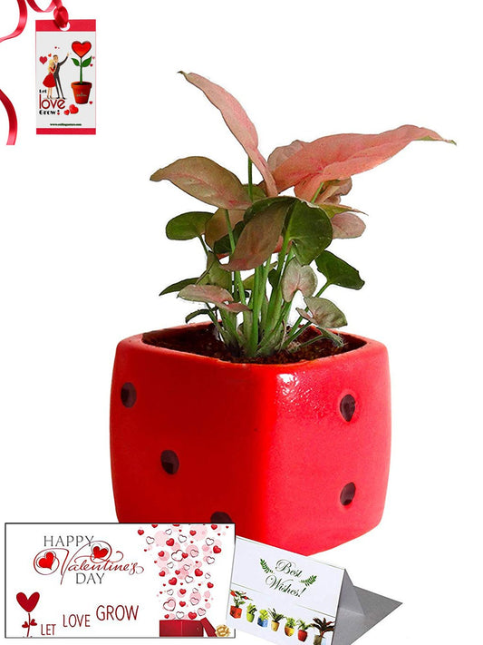 Valentine's Day Combo of Good Luck Air Purifying Pink Syngonium Plant in Red Dice Ceramic Pot