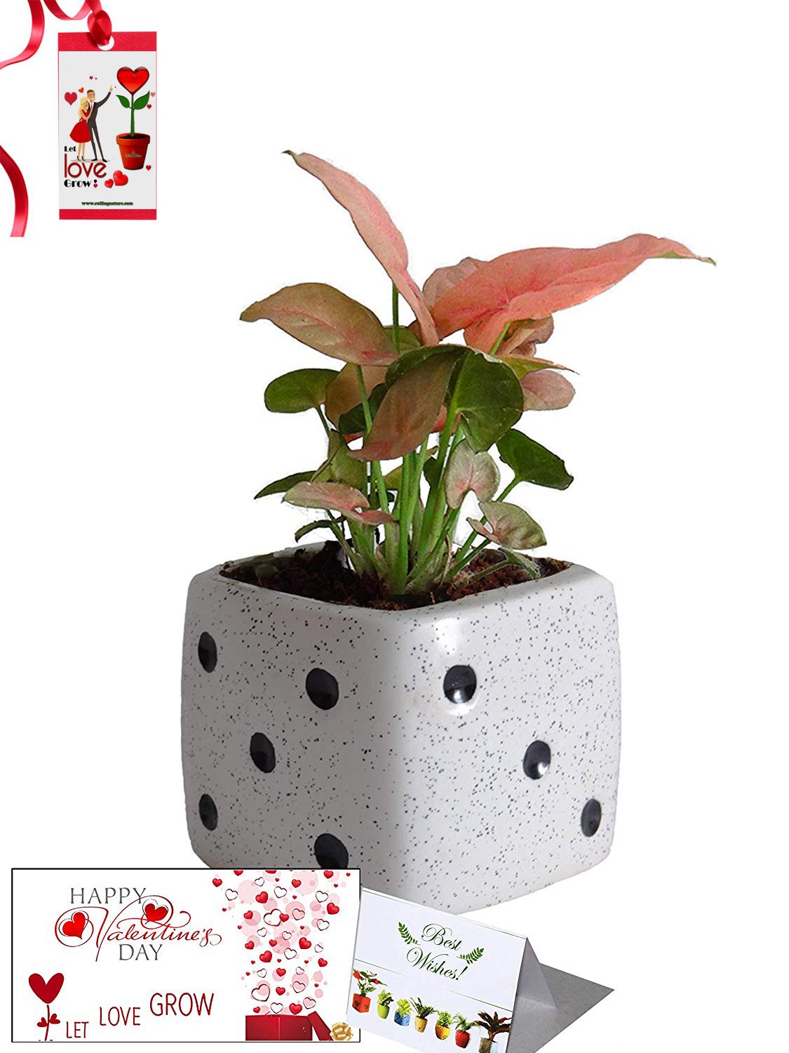 Valentine's Day Combo of Good Luck Air Purifying Pink Syngonium Plant in White Dice Ceramic Pot