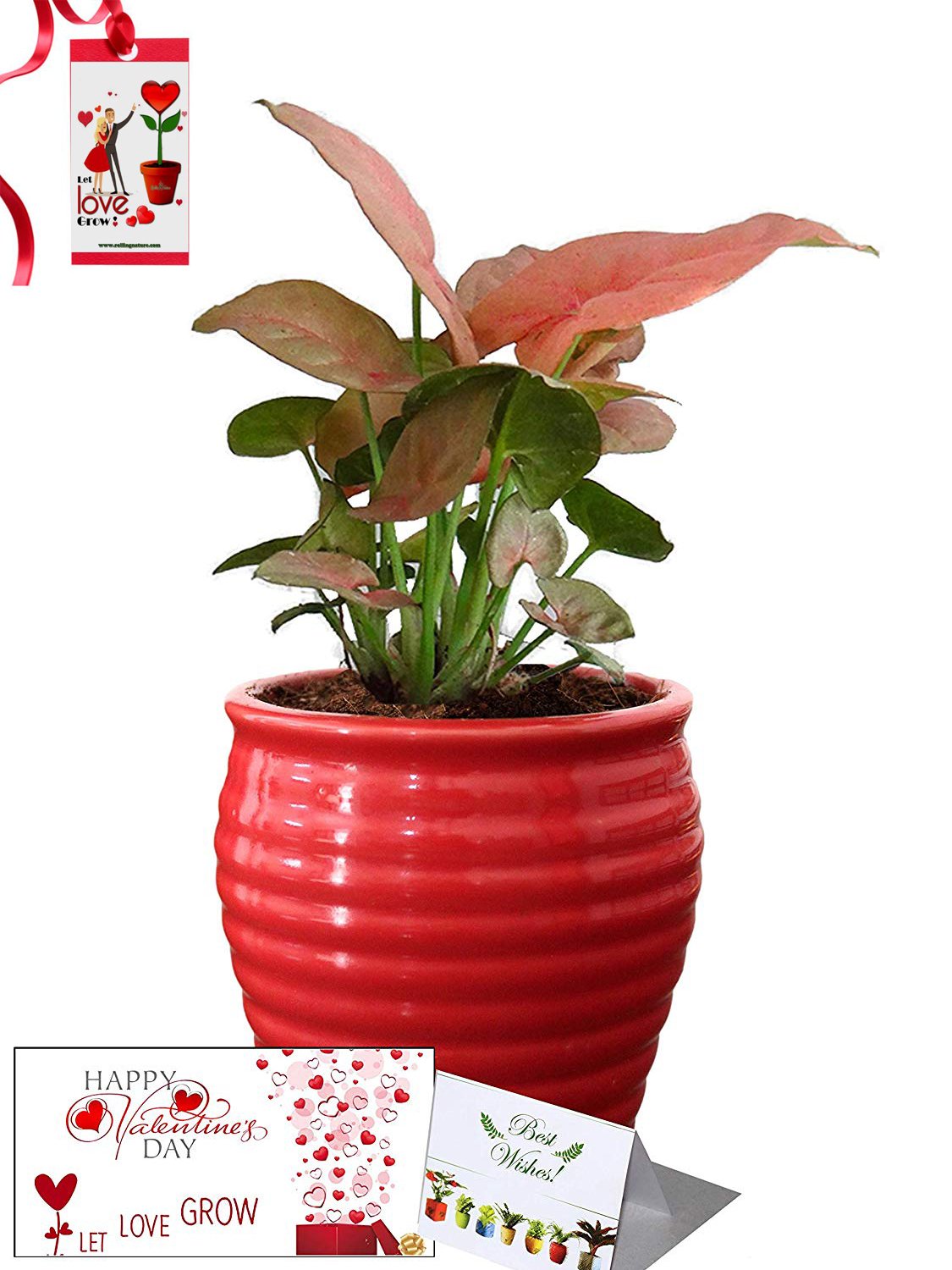 Valentine's Day Combo of Good Luck Air Purifying Pink Syngonium Plant in Red Ceramic Pot