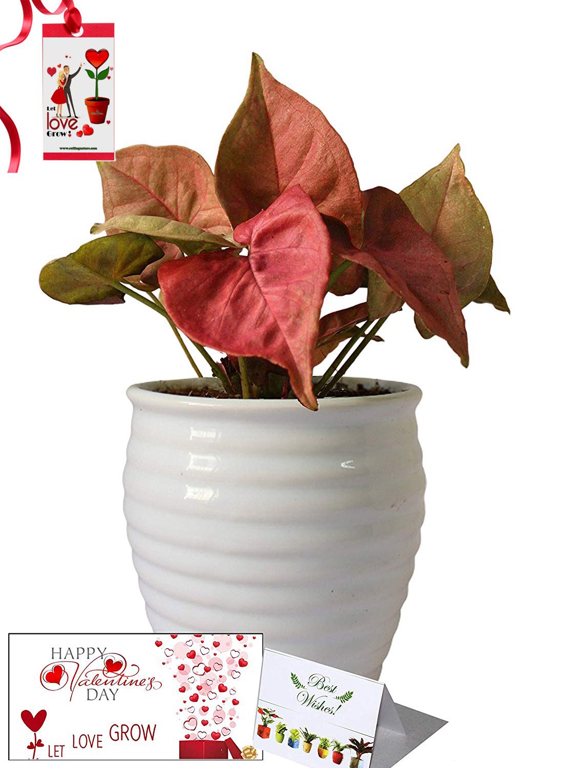 Valentine's Day Combo of Good Luck Air Purifying Pink Syngonium Plant in White Ceramic Pot